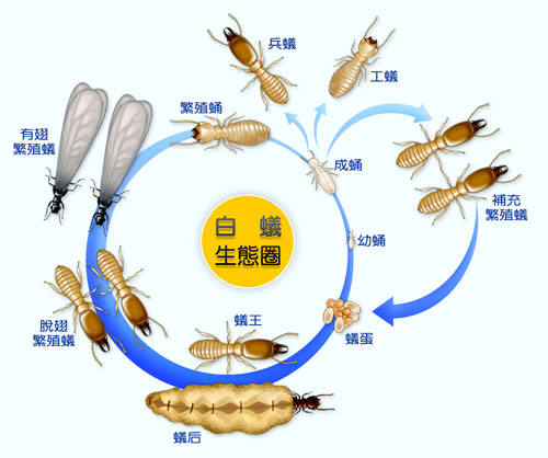 白蚁怎么消灭？家庭灭白蚁指南及预防措施详解