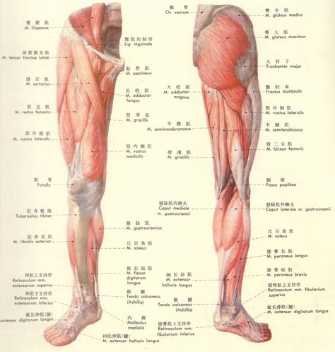 增粗大腿肌肉：科学训练方法与技巧详解