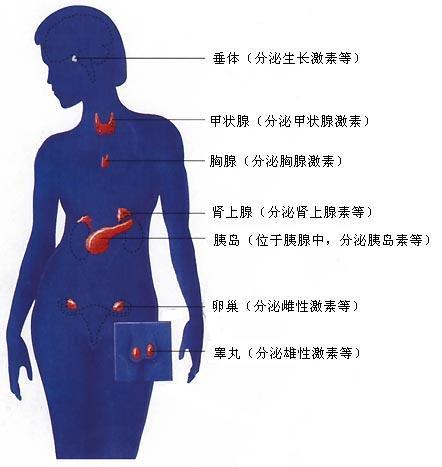 肾上腺瘤是怎么造成的？探秘其成因、类型及风险因素