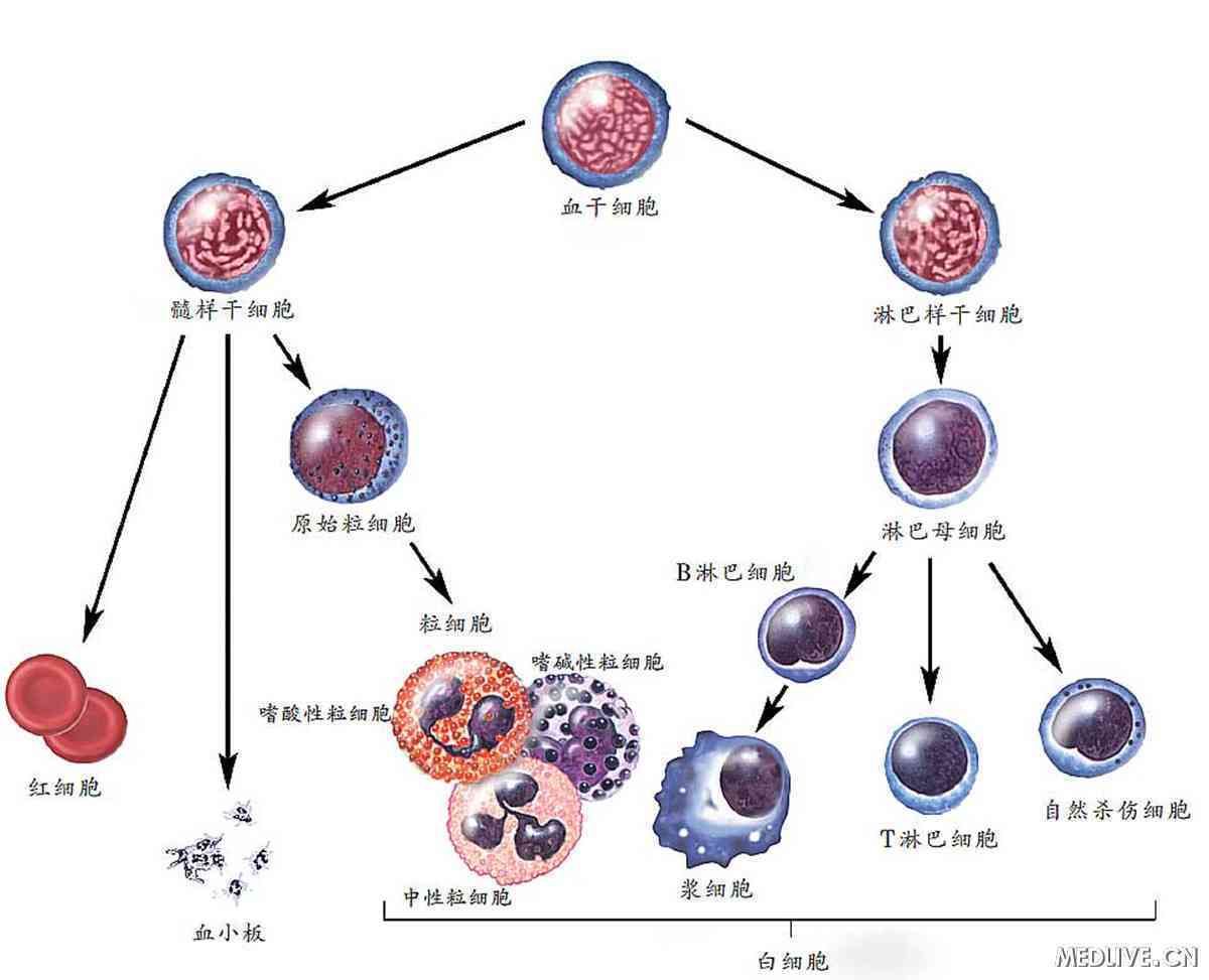 嗜酸细胞百分比偏高是怎么回事？深度解析及应对策略