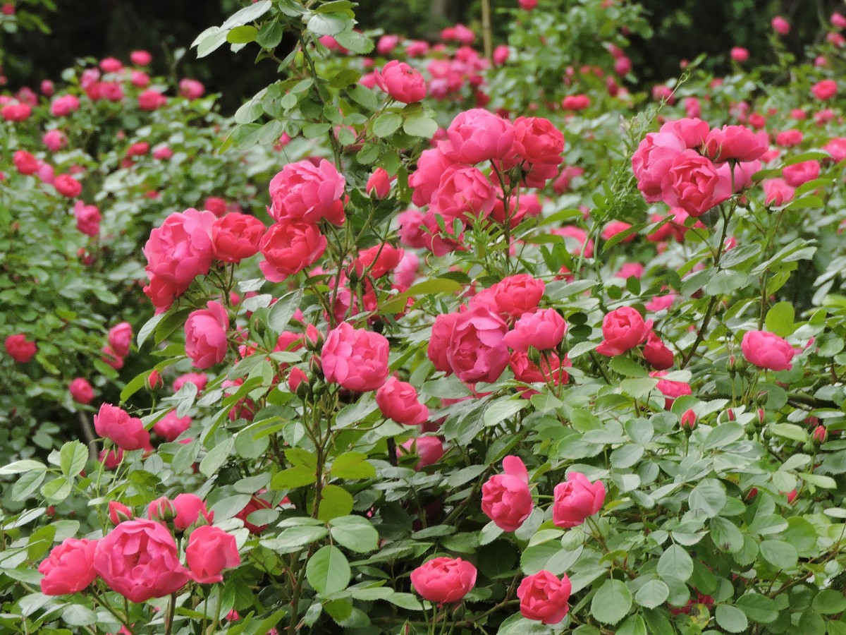 月季花怎么种？从选苗到养护，新手也能轻松种植