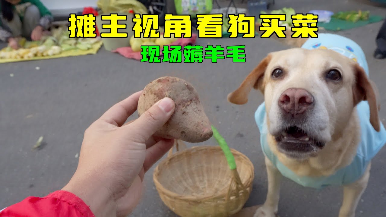 网上怎么买狗？完整指南并风险的分析