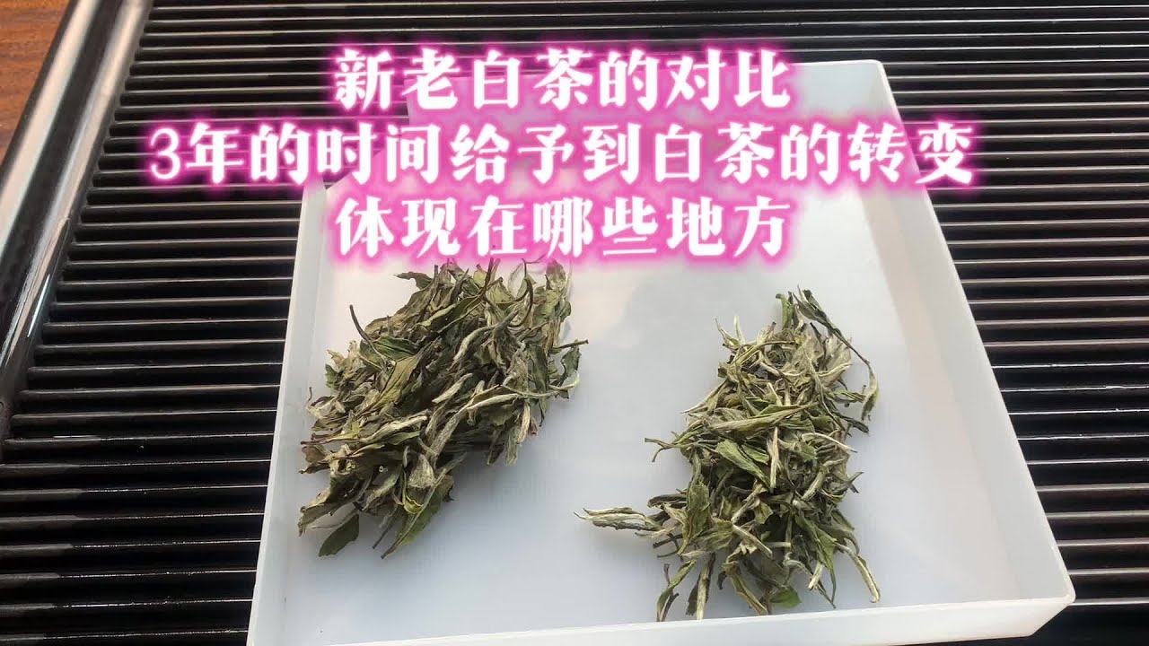 白茶怎么保存？深度解析白茶储存技巧及常见问题