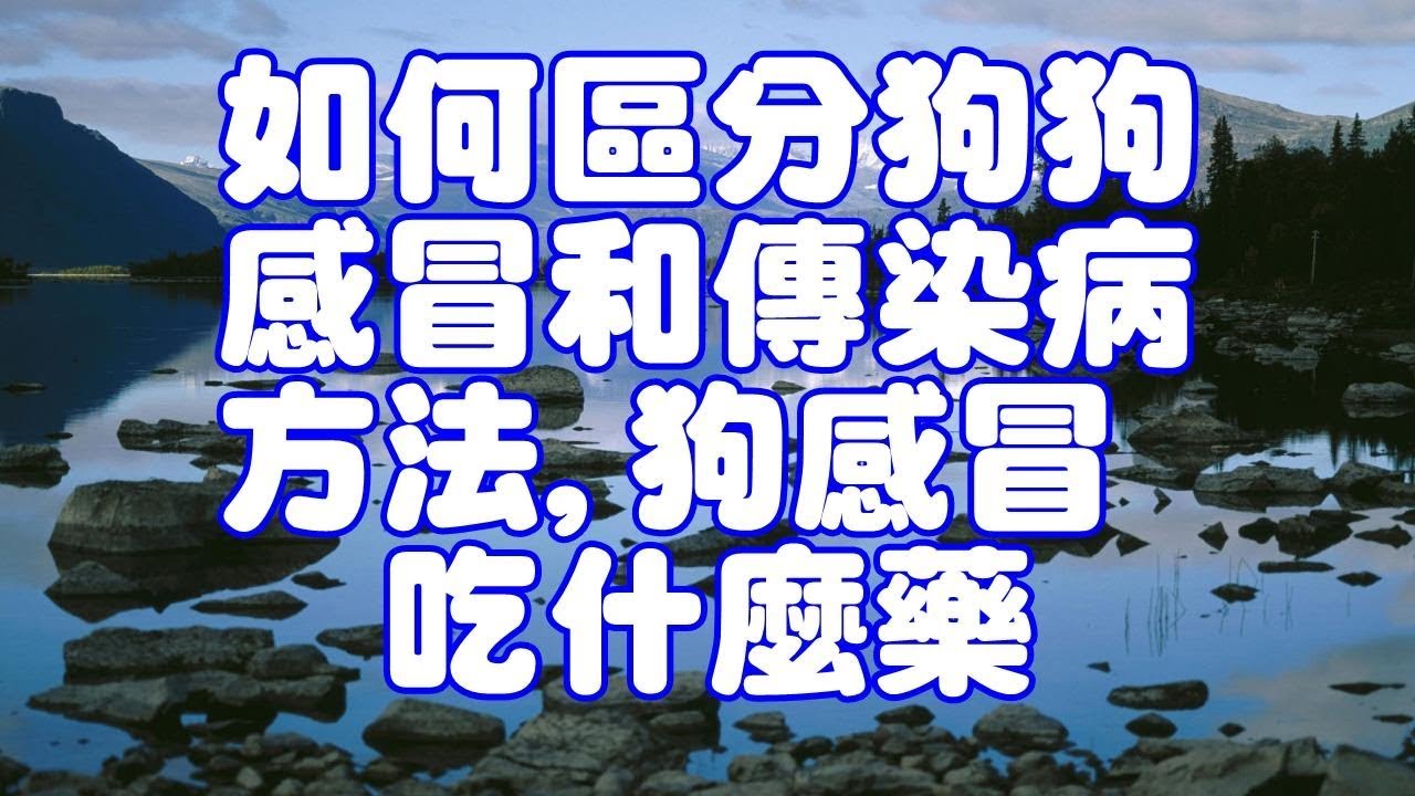 狗狗感冒怎么办？全面解读犬感冒症状、治疗及预防