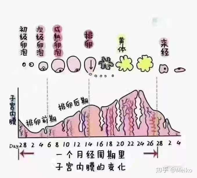 妇科疾病 第11页