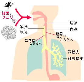 肺部痰多怎么办？深度解析咳嗽痰多原因及有效应对策略