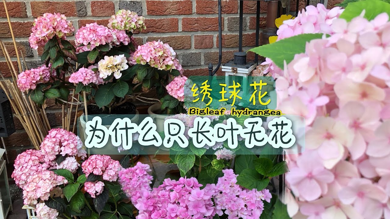 绣球花种植及养护全攻略：从播种到花开，带你轻松学会绣球花怎么做