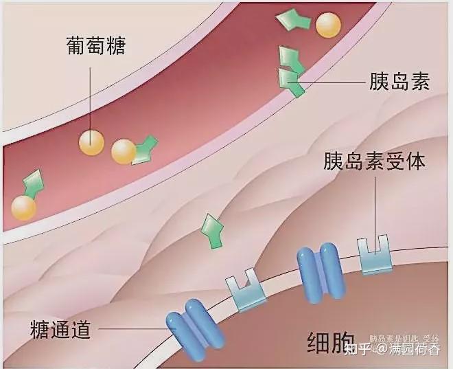 子宫多囊是怎么回事？深度解析多囊卵巢综合征的成因、症状和治疗