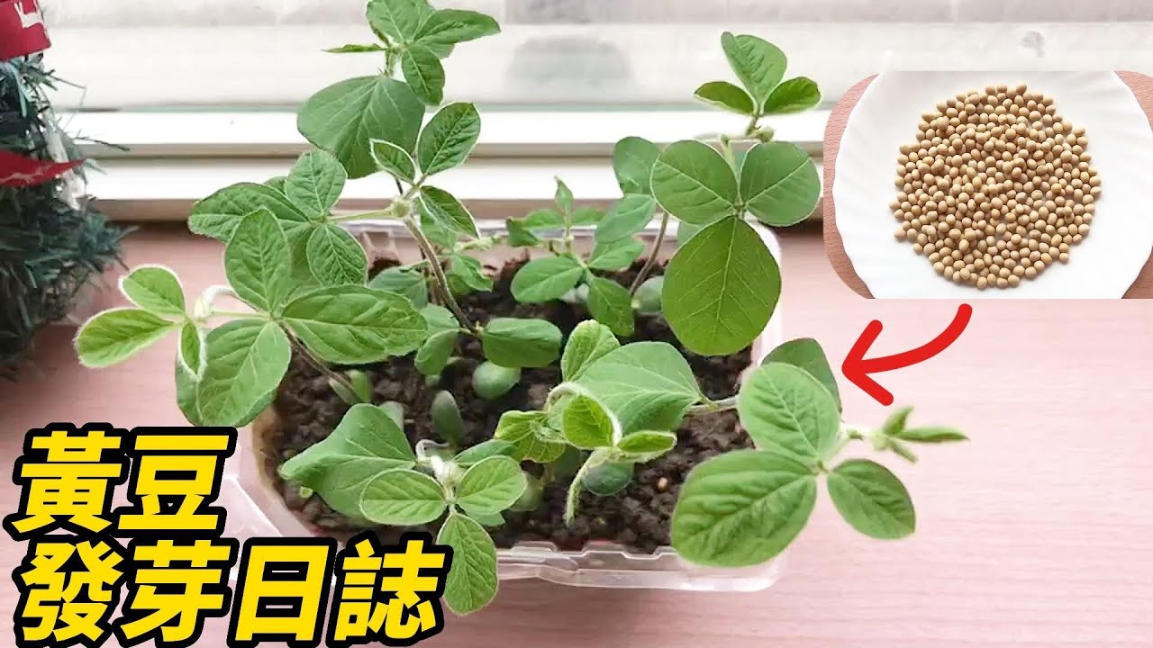 怎么种植黄豆？从选种到收割的完整指南