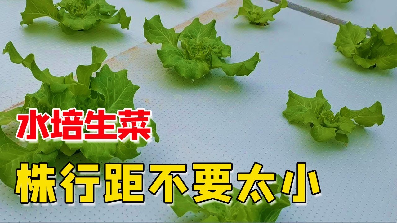 水培蔬菜怎么种植：家庭种植指南及常见问题解答