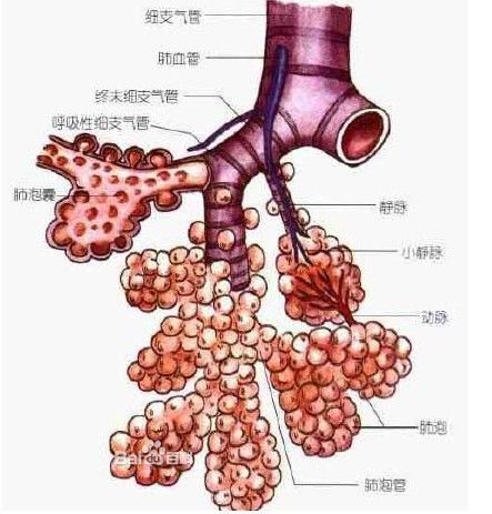 肺大泡是怎么回事？深入探究肺大泡的成因、症状、诊断及治疗