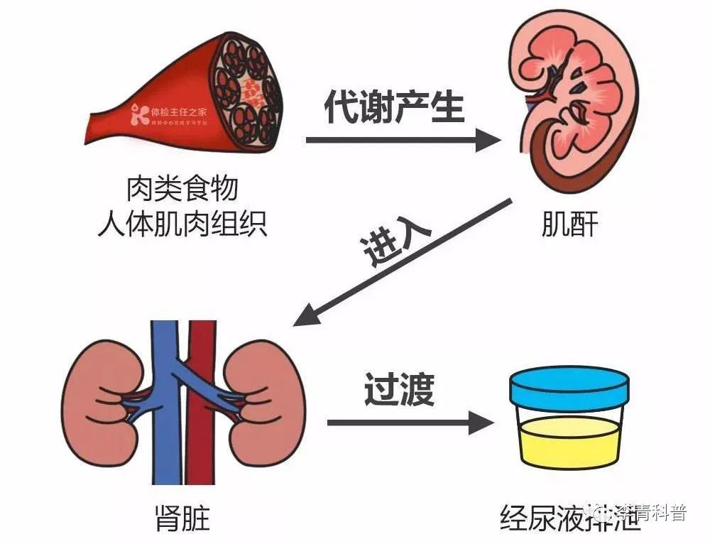 肌酐高是怎么回事？深度解析肌酐升高的原因、症状及应对策略