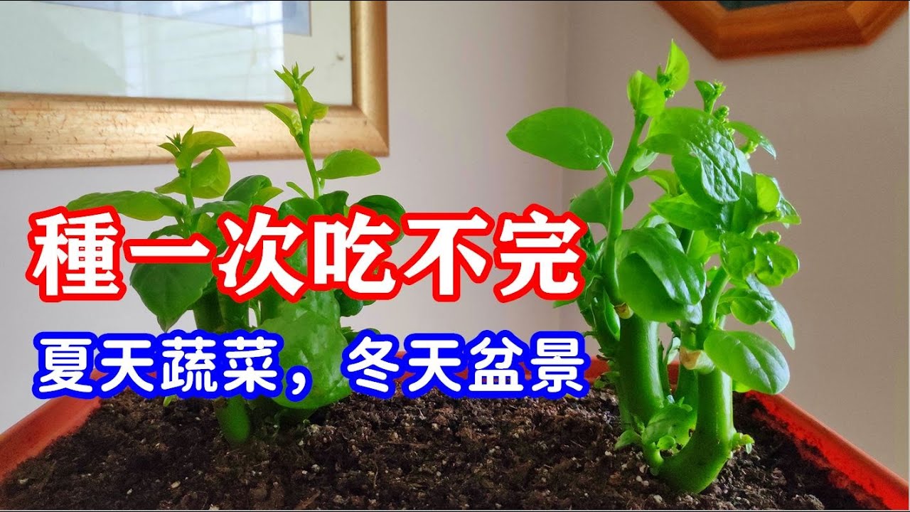 木耳菜怎么做？从挑选到烹饪，一份全面的木耳菜食谱指南