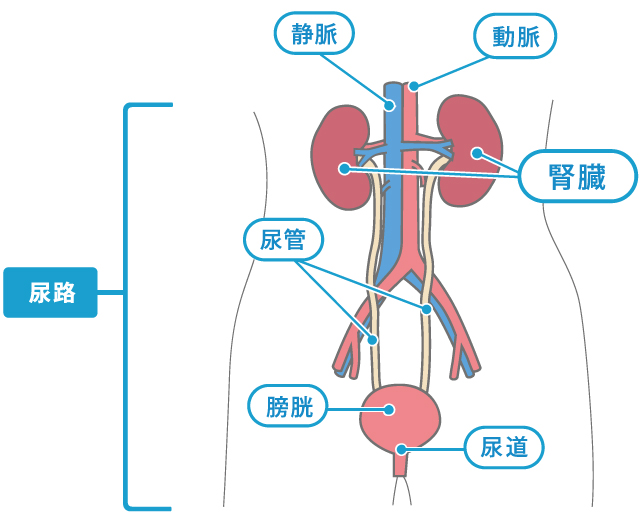 猫尿不出来尿怎么解决？深度解析猫咪尿闭症的成因、症状及应对方法