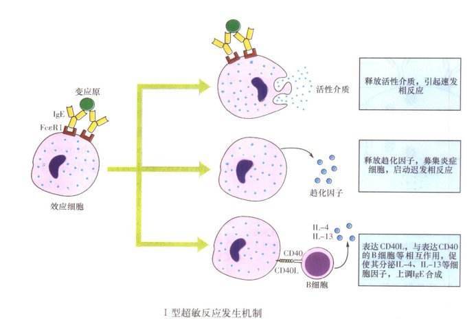 吃螃蟹过敏怎么办？详解过敏反应、急救措施及预防方法