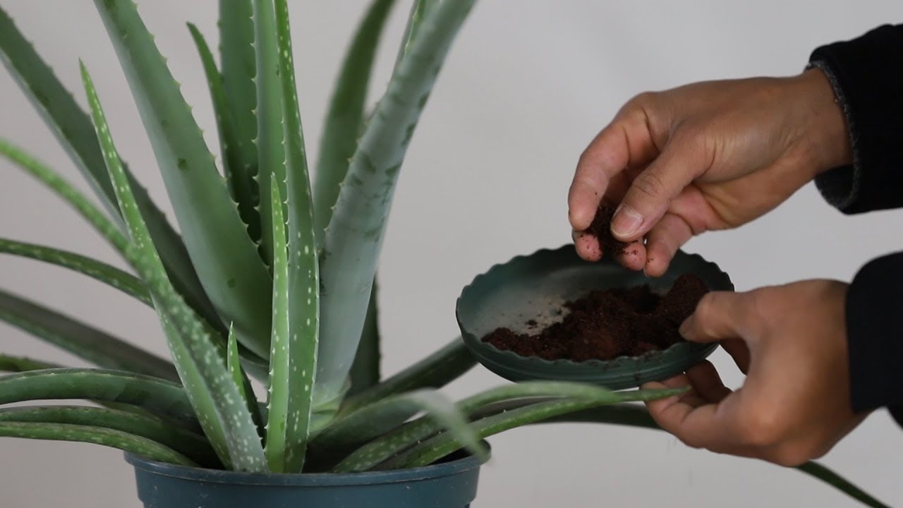 芦荟怎么养护？从种植到养护的完整指南，助你轻松拥有健康芦荟