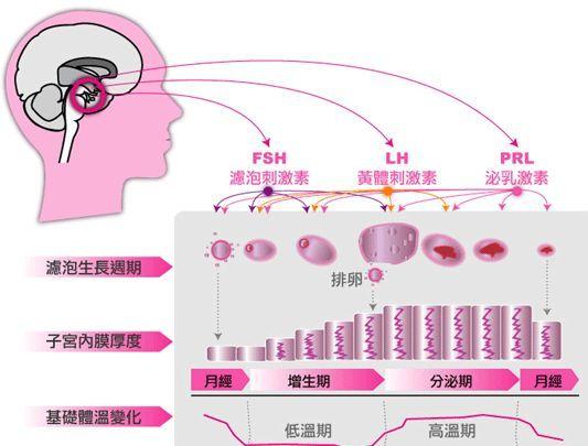 闭经怎么调理才能恢复正常？权威解读及个性化调理方案