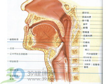 怎么判断咽炎是细菌还是病毒？症状、治疗及鉴别诊断详解