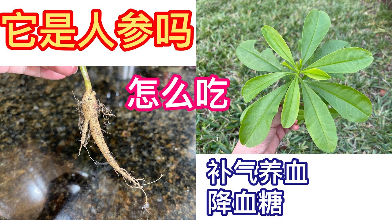 人参怎么吃最好？功效、禁忌及最佳食用方法详解