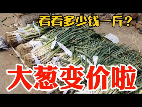 大葱批发价格最新消息：市场行情波动分析及未来走势预测