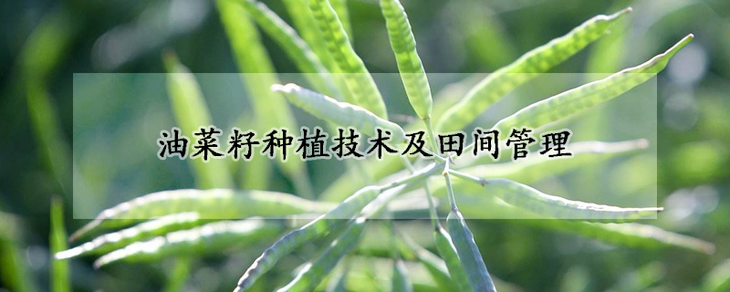 最新芒果籽市场分析：从种植到应用的全面解读