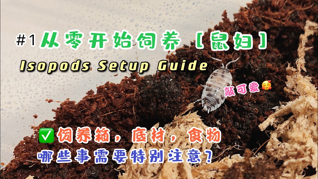 宁航一最新作品《鼠妇》：深度解读及未来展望