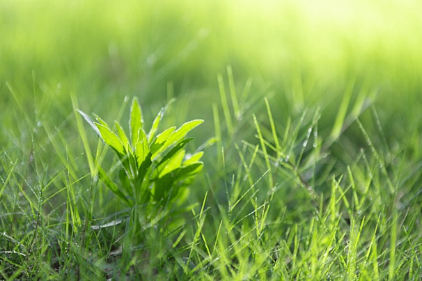 青青草在线最新地址深度解析：风险、挑战与未来趋势