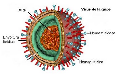 H1N9最新消息2024：病毒变异、防控策略及未来挑战