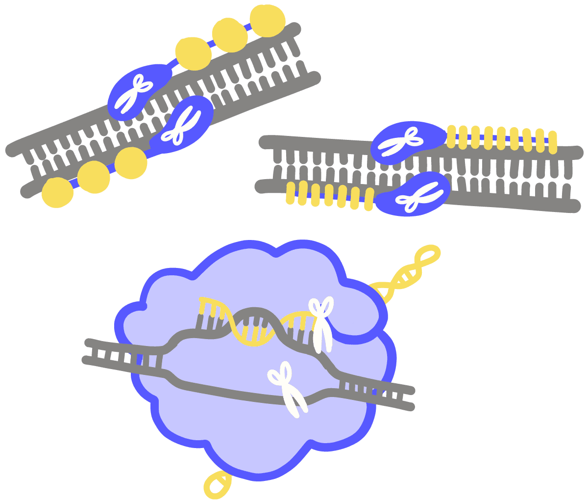 解码最新异种：生物科技的未来与挑战