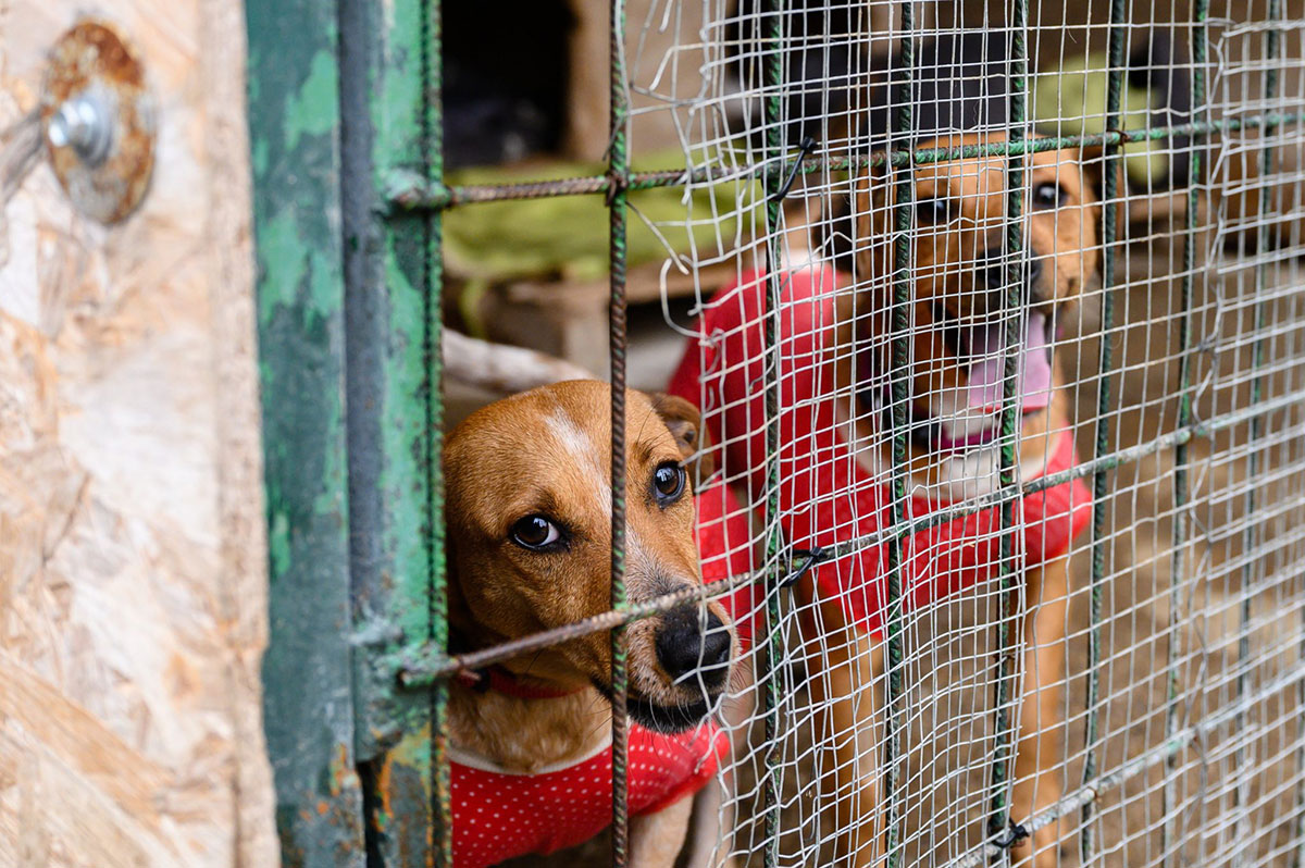 松原蒙古细犬最新斗架视频：犬种特性、斗犬风险及社会关注