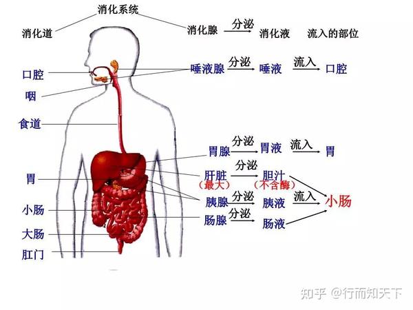 胃部疼怎么办？完全指南，及时治疗很重要