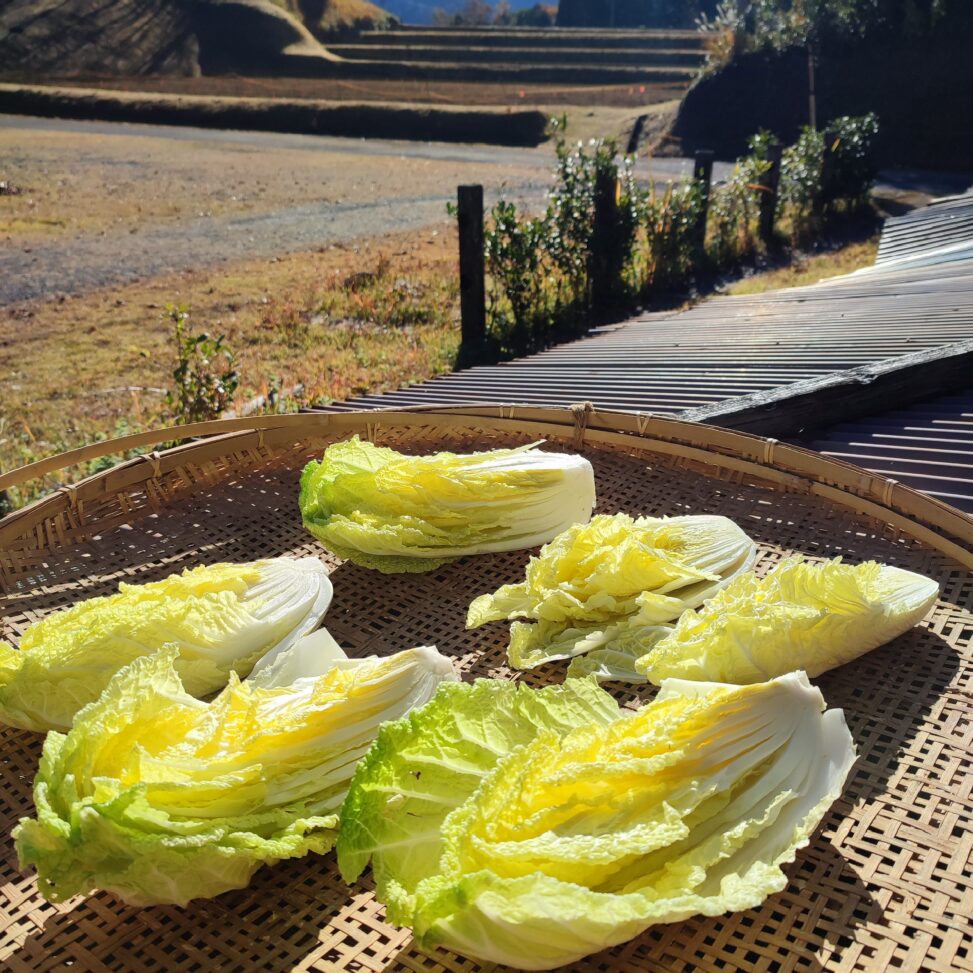 干白菜怎么做？家庭制作技巧及美味食谱大全