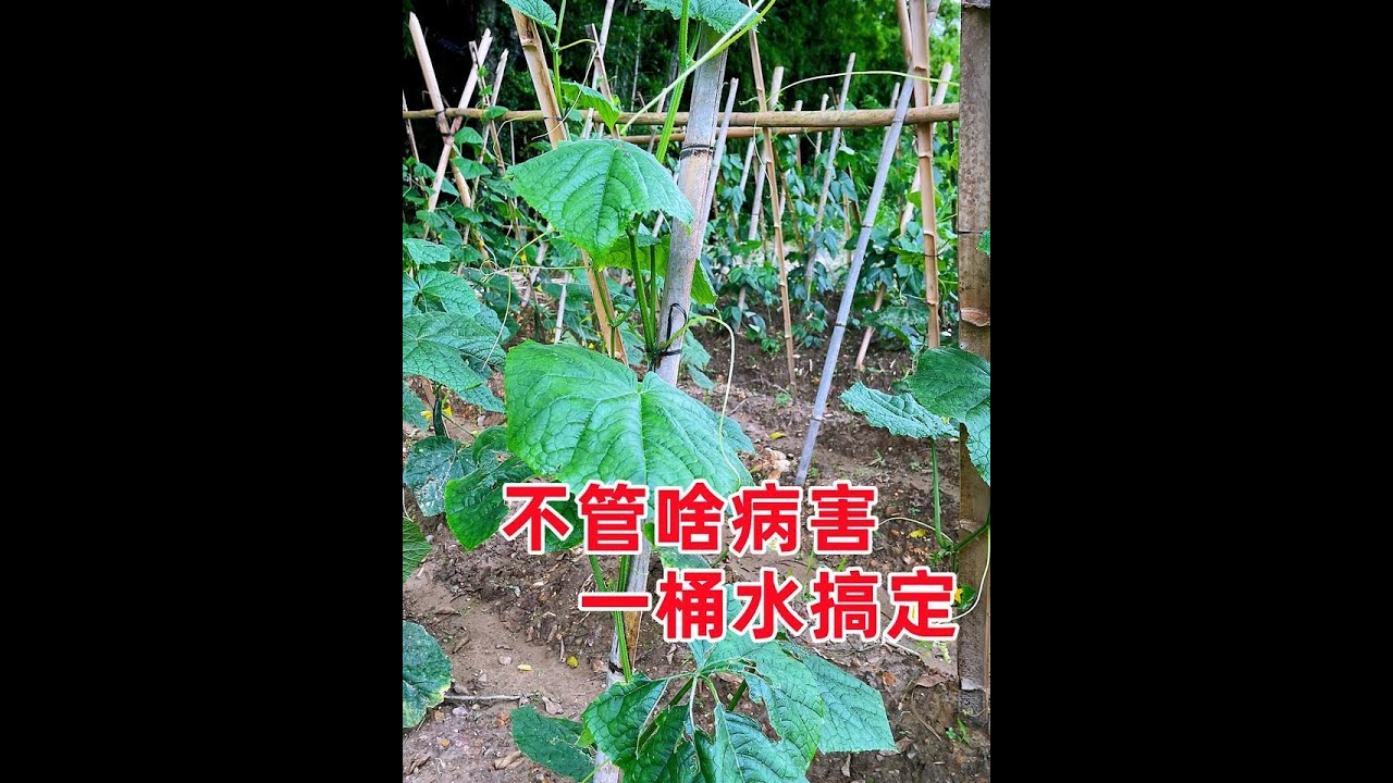 黄瓜怎么吃好？解锁黄瓜美味新吃法及健康食用指南