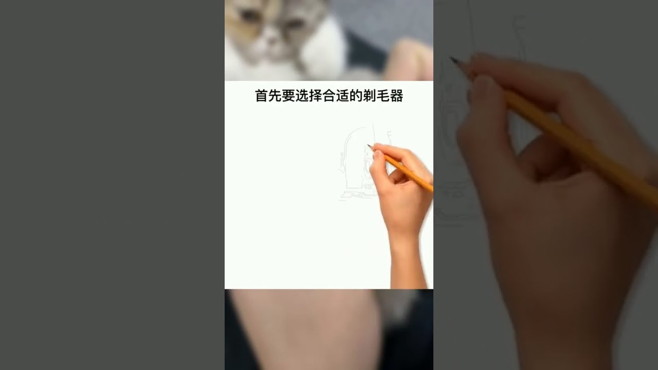 猫子剔毛完经指南：从准备到维护的完整指南