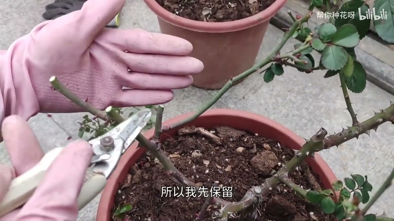 月季修剪技巧详解：不同品种、不同季节的修剪方法与注意事项