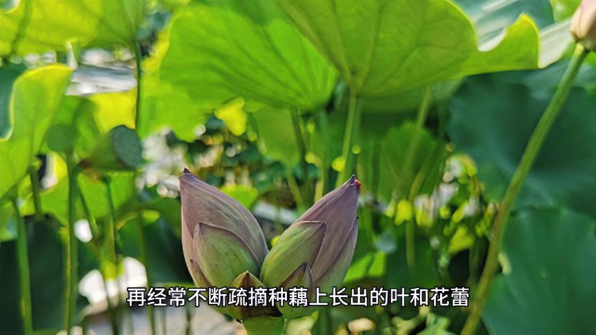 种荷花怎么种？从选种到养护，详解荷花种植全过程及常见问题