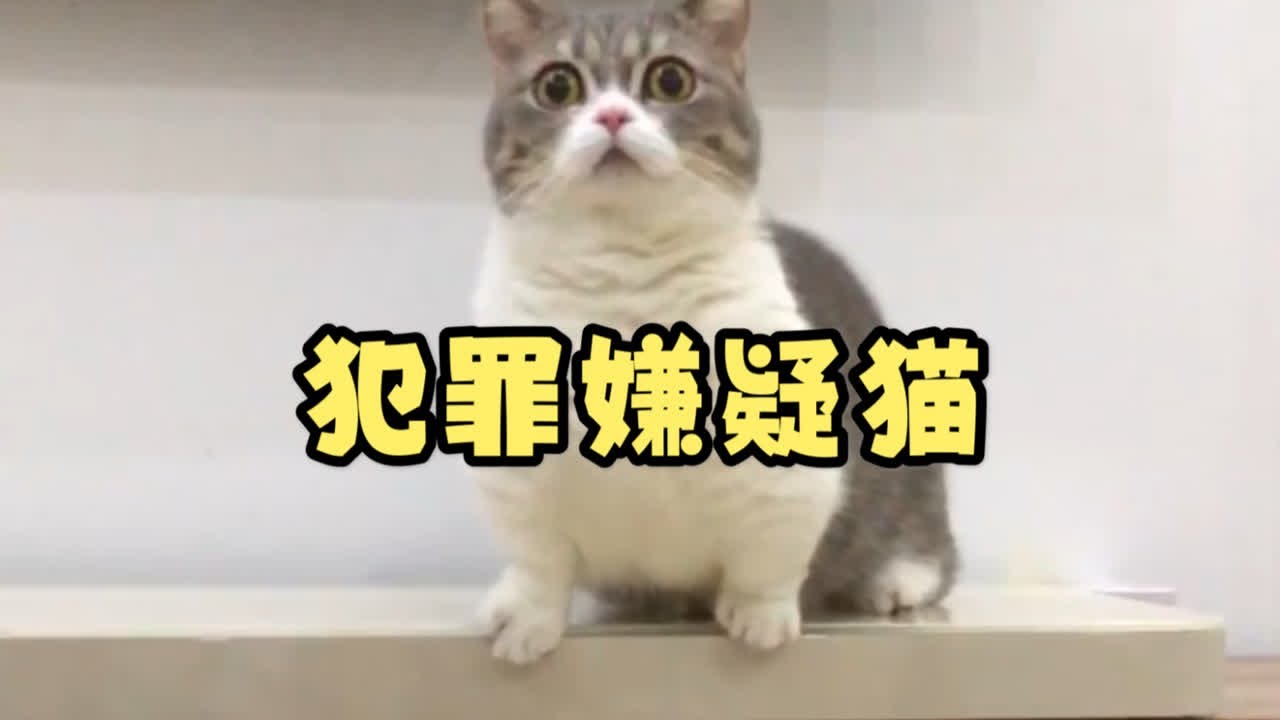 猫子最新版本怎么下载：完整指南及可能隐隐风险