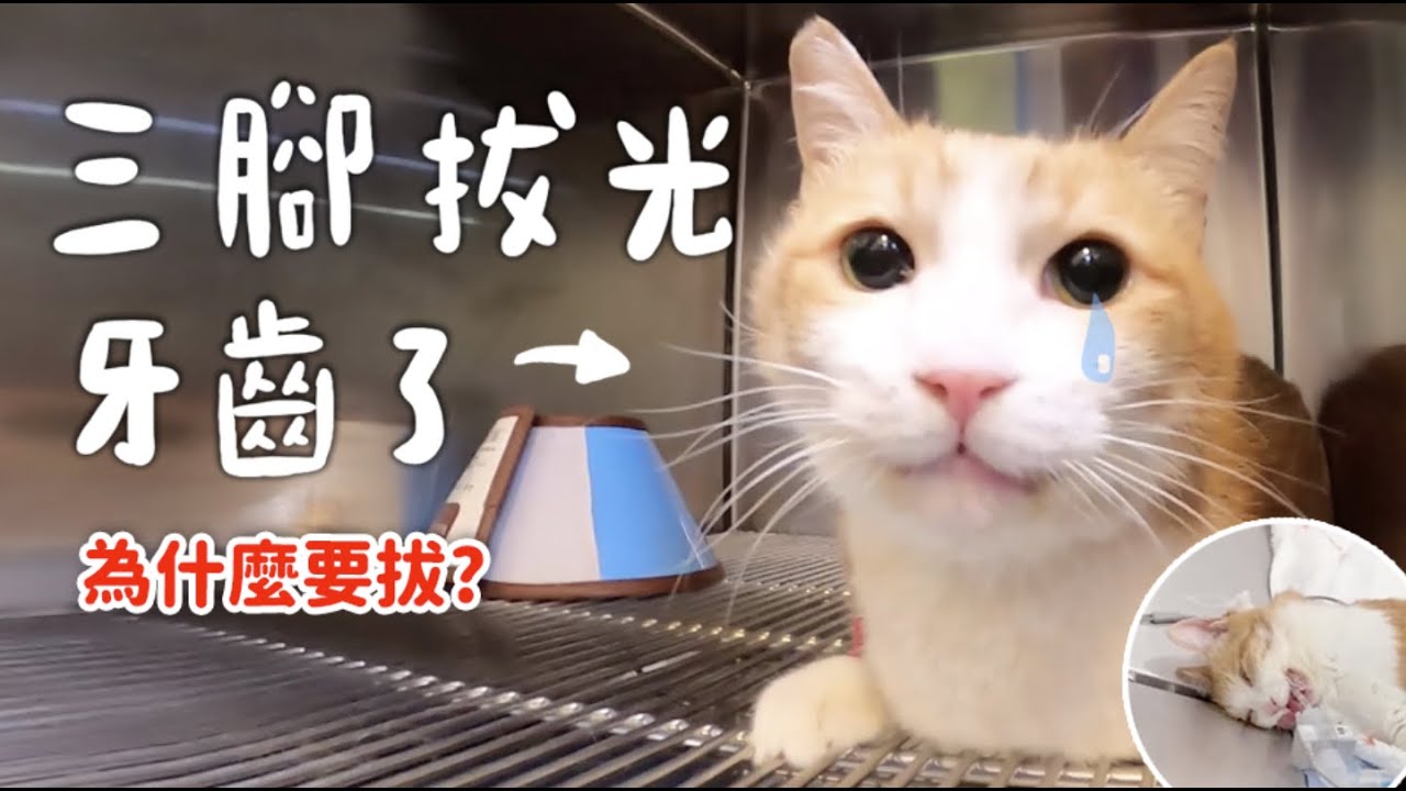 猫子吐怎么办？从原因到治疗，完全解释猫子吐出的问题