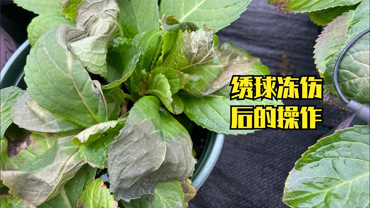 怎么保存蔬菜才能更久？新鲜蔬菜保鲜技巧及常见问题详解